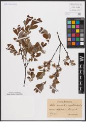 Foto von Salix aurita L. x Salix myrtilloides L.